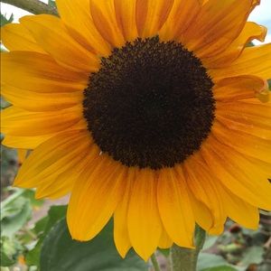 Meet your Posher, Carrie